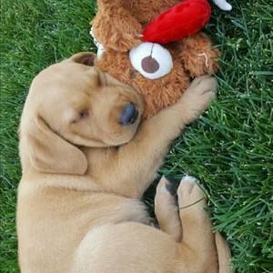 Meet your Posher, Chase